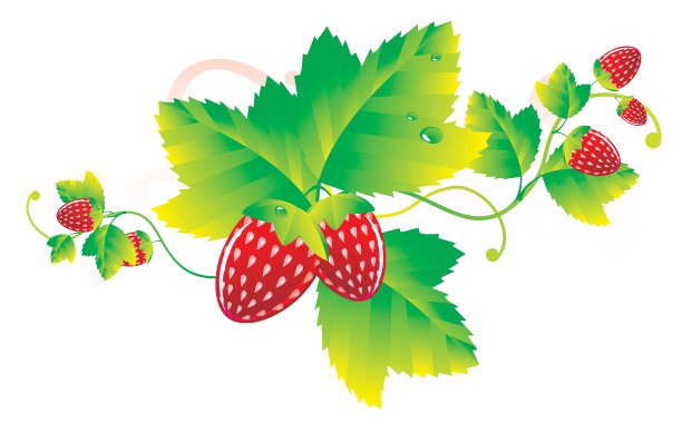 草莓的叶子图片下载