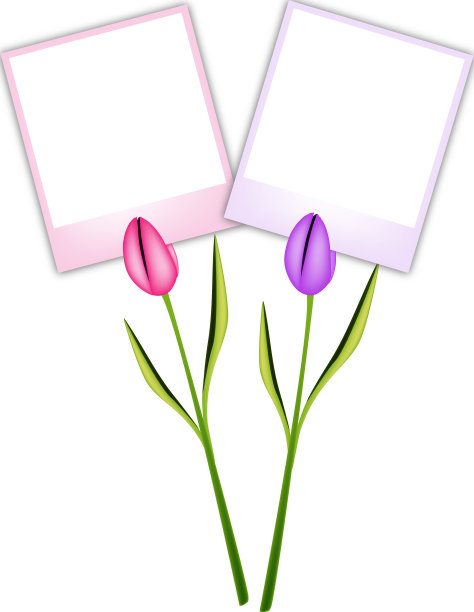两朵美丽的郁金香和空白照片图片下载