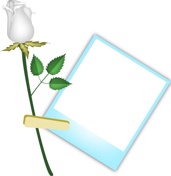 美丽的白玫瑰与空白照片图片下载