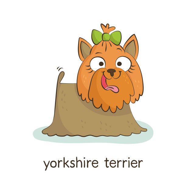 约克郡梗犬性格孤立的白色图片下载