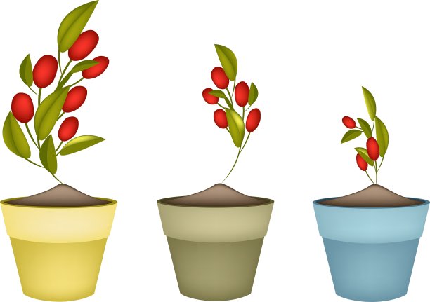 陶瓷花盆里的成熟橄榄枝图片下载