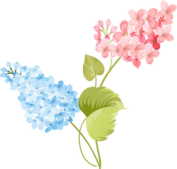 紫丁香属的紫色紫丁香花图片下载