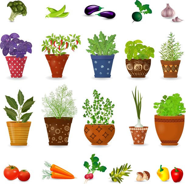 收集不同的草药在艺术花卉花盆图片下载