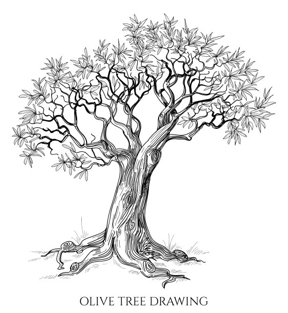橄榄树孤立手绘图片下载