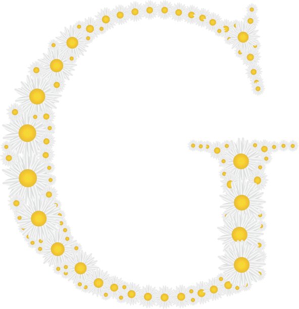 来自白色雏菊的花字母图片下载