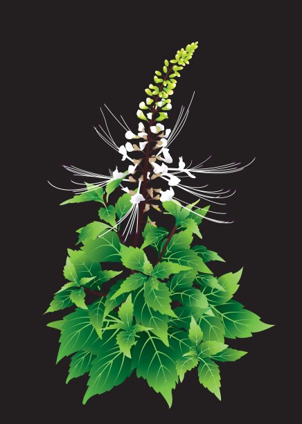 黑色背景下植物的特写镜头图片下载