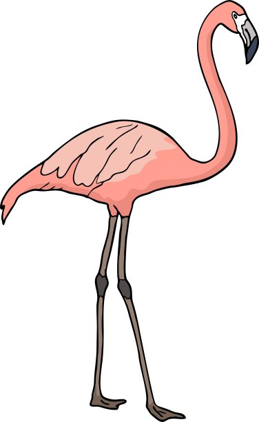 火烈鸟图片下载
