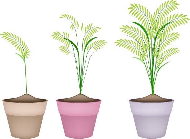 谷类植物或蕨类植物在陶土花盆图片下载