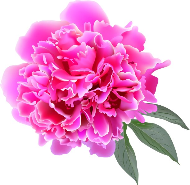粉红色逼真的牡丹花和树叶图片下载