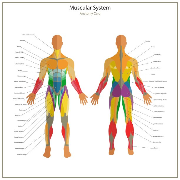 人体肌肉锻炼和肌肉图片下载