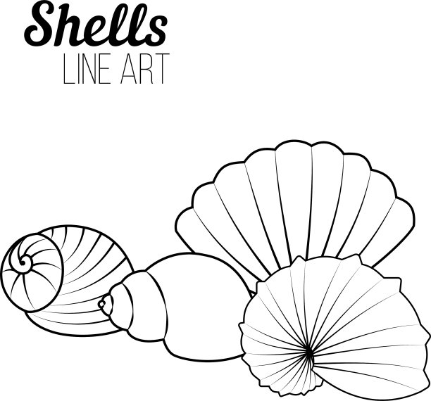 贝壳艺术线条图片下载