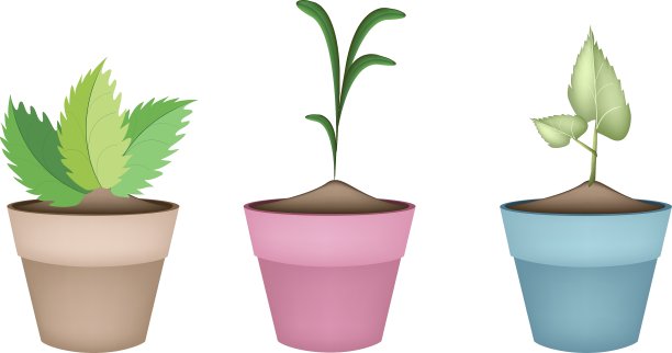 美丽的绿树在陶瓷花盆里图片下载