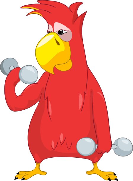 有趣的鹦鹉健身房图片下载