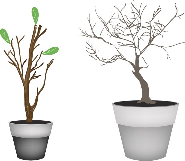 棕色的树和树芽在花盆里图片下载