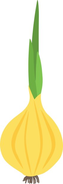 带新鲜绿芽的洋葱图片下载