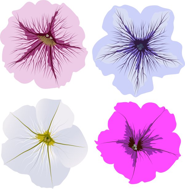 一套四朵矮牵牛花图片下载