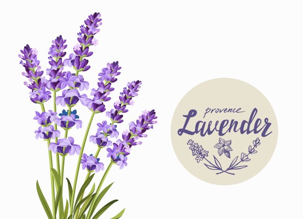 薰衣草的背景图片下载