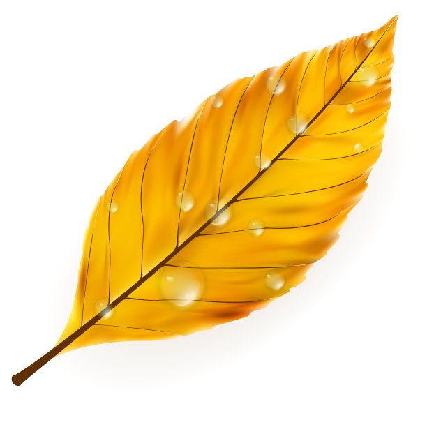 秋叶孤立上加白色EPS10图片下载