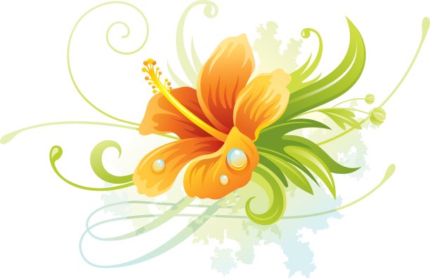 橙色的芙蓉花图片下载