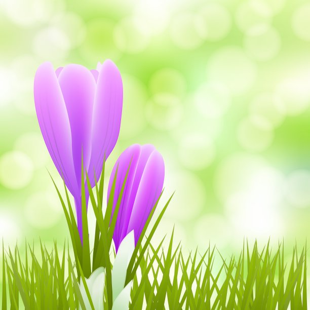 春天的小花儿图片下载