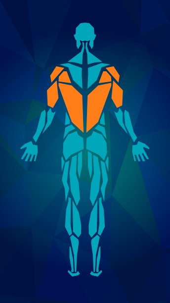 人体男性肌肉系统的多边形解剖学图片下载