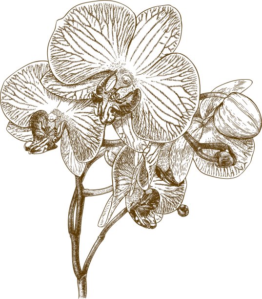 雕刻兰花图片下载