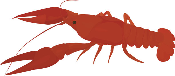 红色的小龙虾图片下载