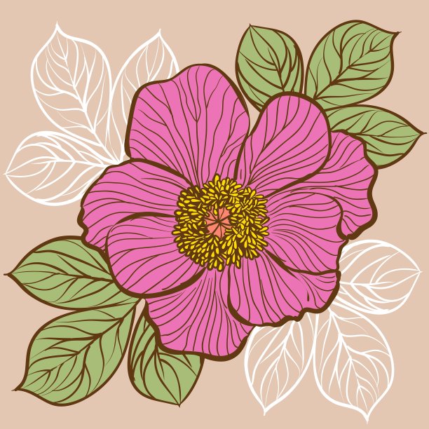 花的背景与牡丹的花图片下载