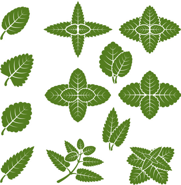 薄荷叶集图片下载