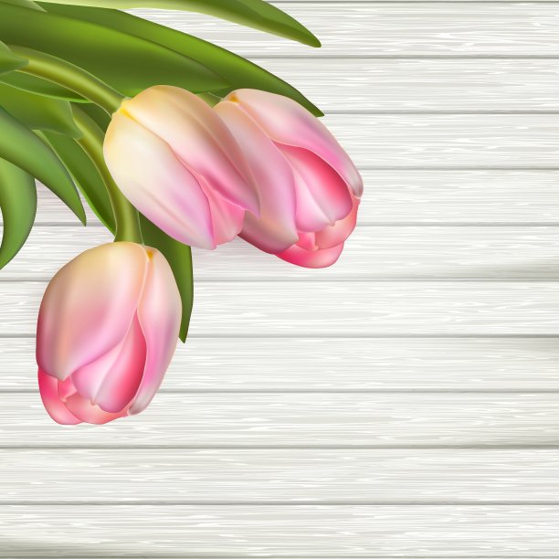 新鲜的粉红色郁金香EPS 10图片下载