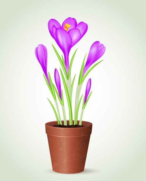 花盆里的紫罗兰番红花图片下载