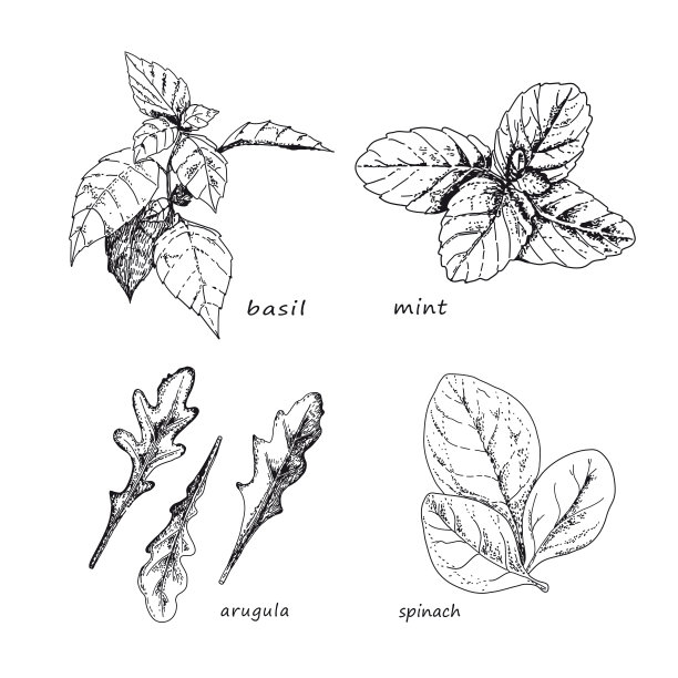 草本植物。收集孤立在白色背景。图片下载