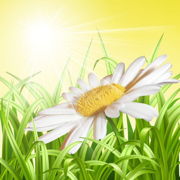 绿草与雏菊夏季背景图片下载
