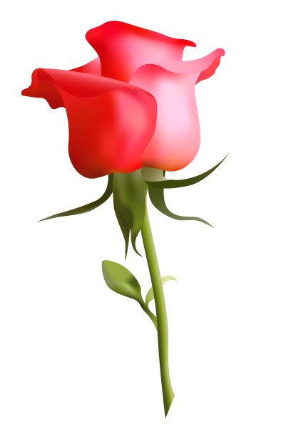 红玫瑰图片下载