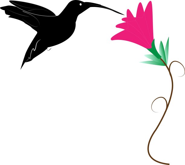 蜂鸟和花图片下载