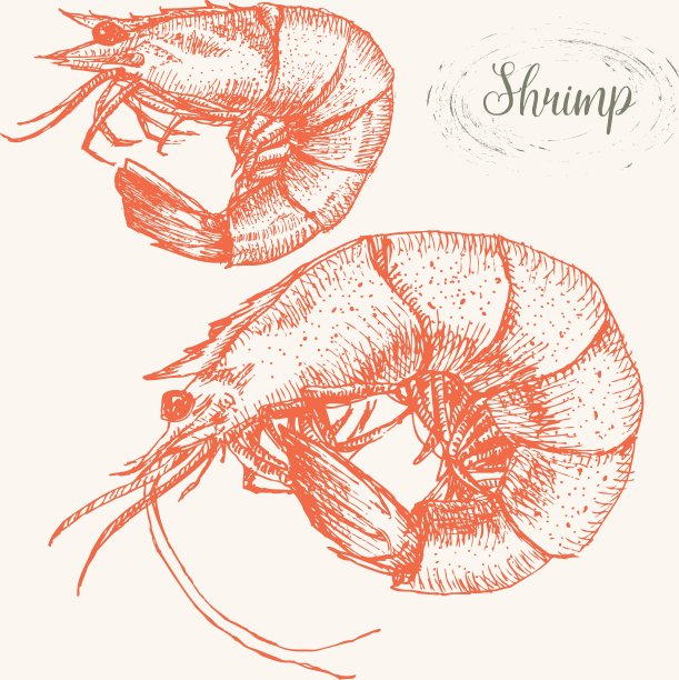 手绘虾图片下载