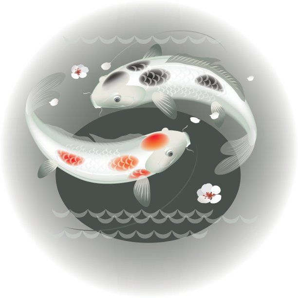 一对锦鲤图片下载