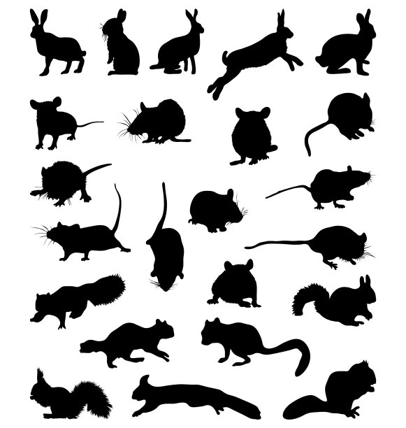 啮齿动物图片下载