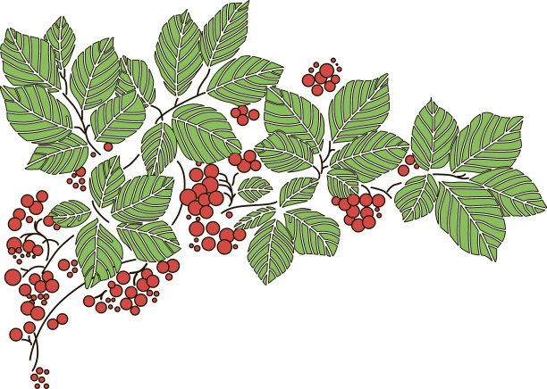背景有叶子和红色浆果图片下载