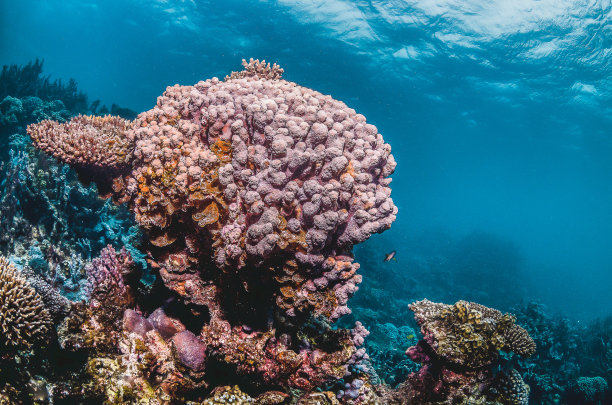 色彩斑斓的珊瑚礁在清澈的海水中形成图片下载
