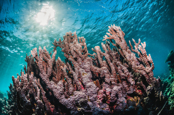 水下五彩缤纷的珊瑚礁景象图片下载