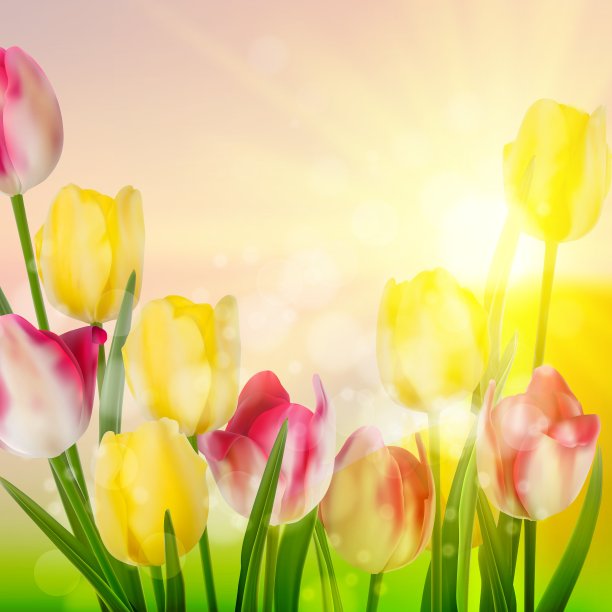 春色郁金香花EPS 10图片下载