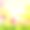 春色郁金香花EPS 10图片下载