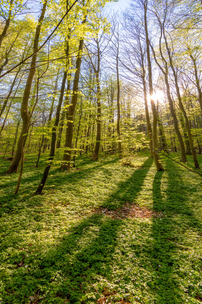 树林照片素材ID：360419382