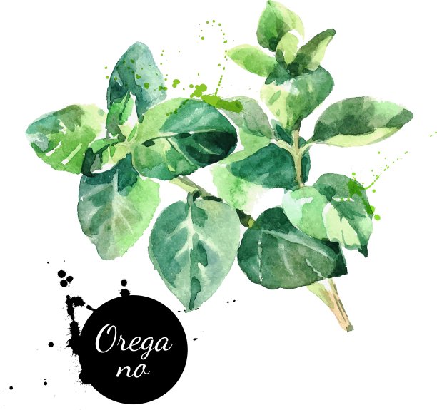 水彩手绘牛至叶孤立生态图片下载