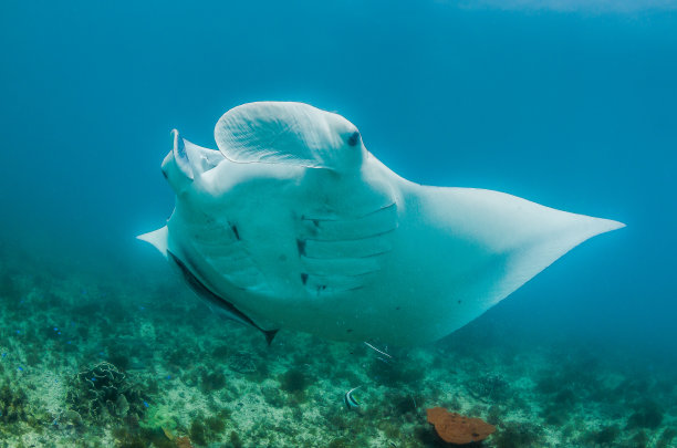 在野外游泳的蝠鲼素材图片