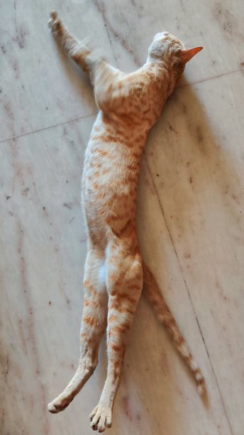 像老板一样打哈欠图片下载