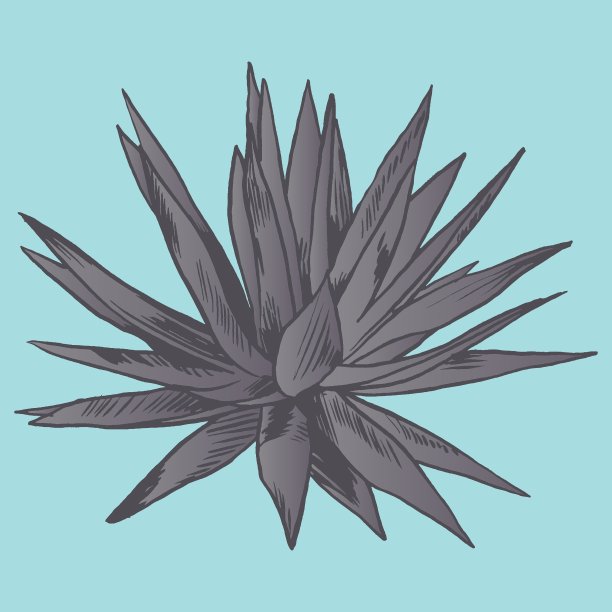 奇异的花集植物年份图片下载