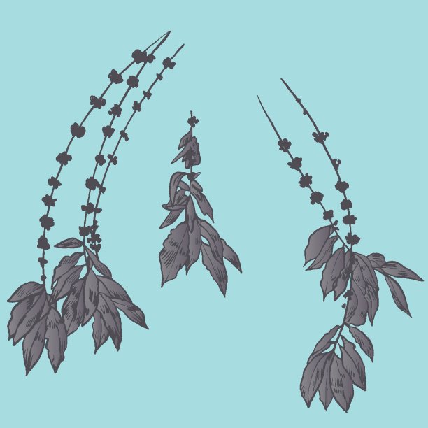 奇异的花集植物年份图片下载