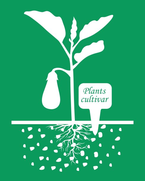 茄子品种绿色图片下载